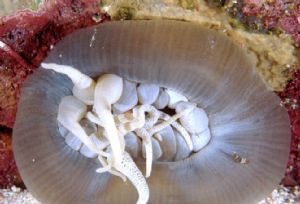 This anemone left a Squat Shrimp out on its own, Los Roqu... by Sandy Demi 